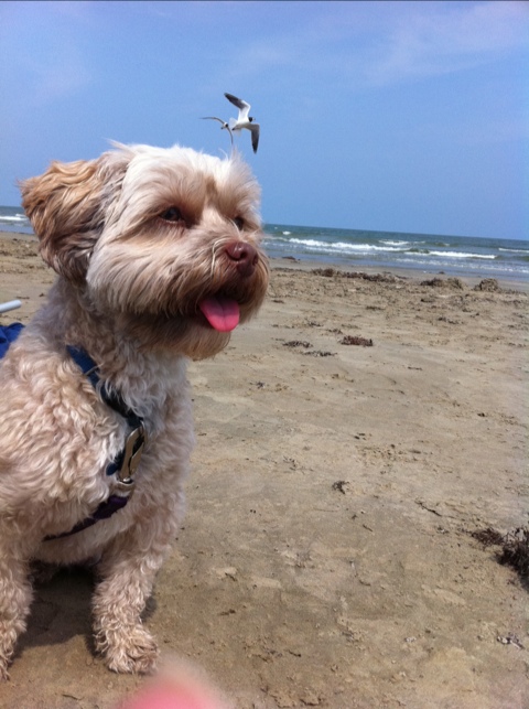 First day at the beach photo 2
