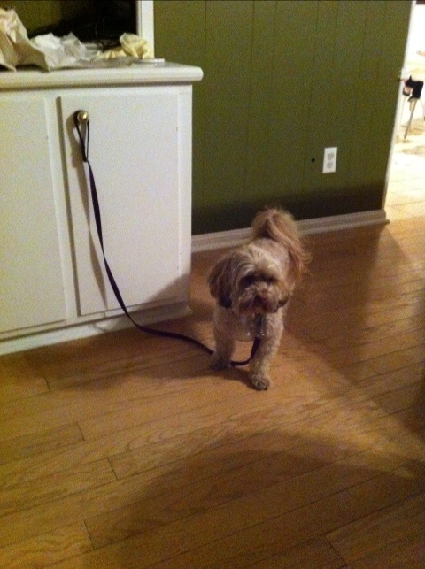 Poor Mella photo 1