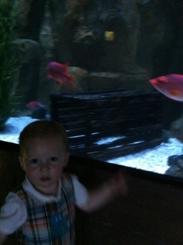 The Aquarium photo 1