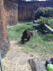 Zoo Trip photo 3